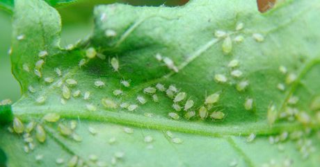 Close-up of indoor plant leaf affected by aphids showing early signs of damage