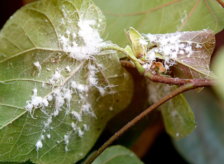 Close-up of indoor plant leaf affected by mealybugs showing early signs of damage