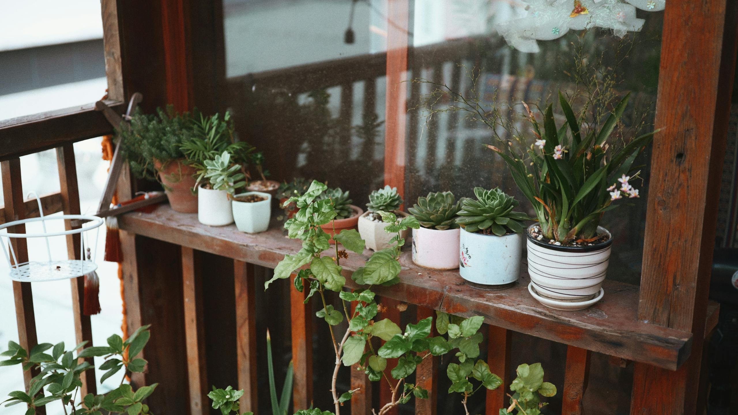 A cozy balcony adorned with a variety of potted succulents and plants, offering a touch of nature.