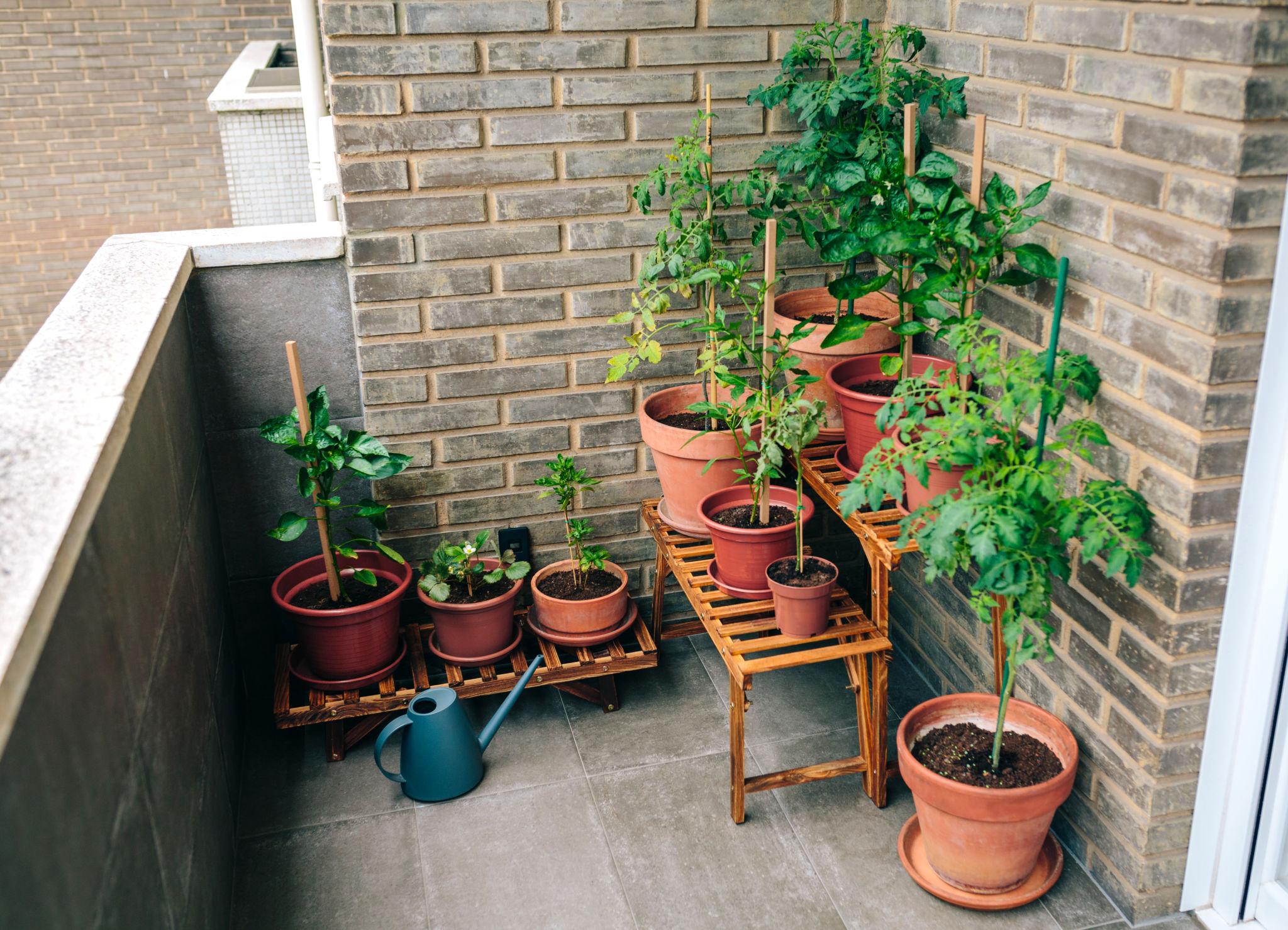Vegetables growing in pots on apartment balcony