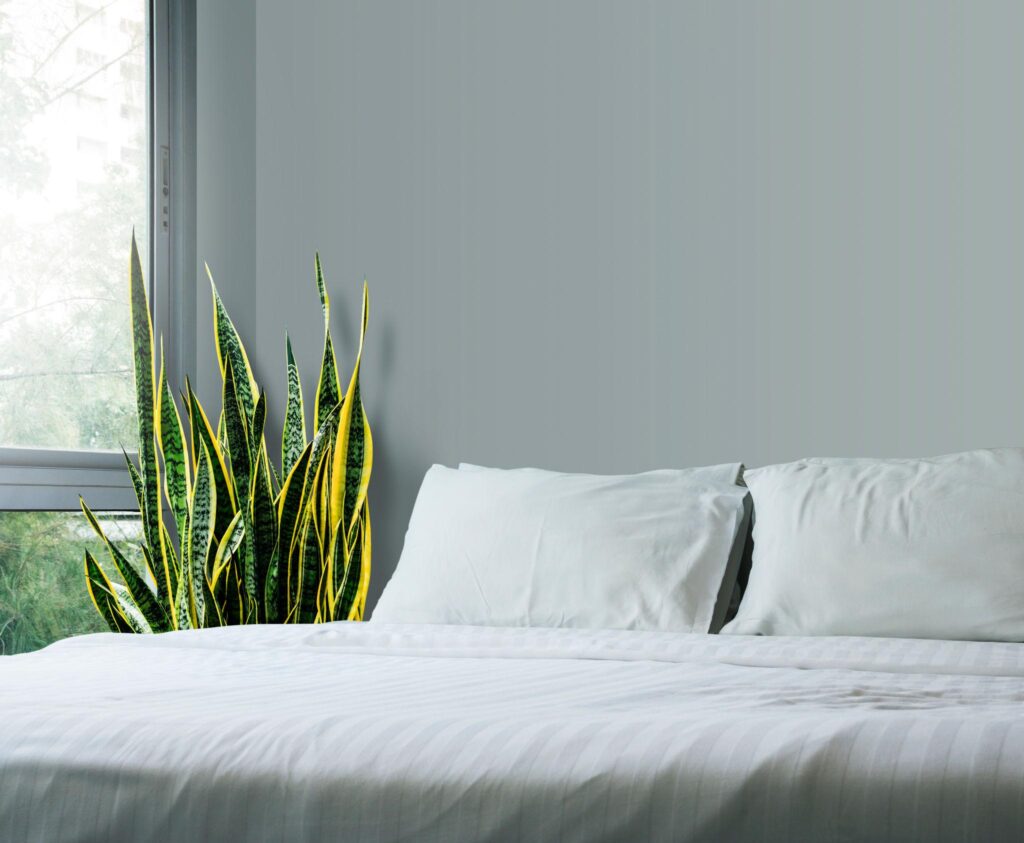 Indoor plants placed in bedroom near window