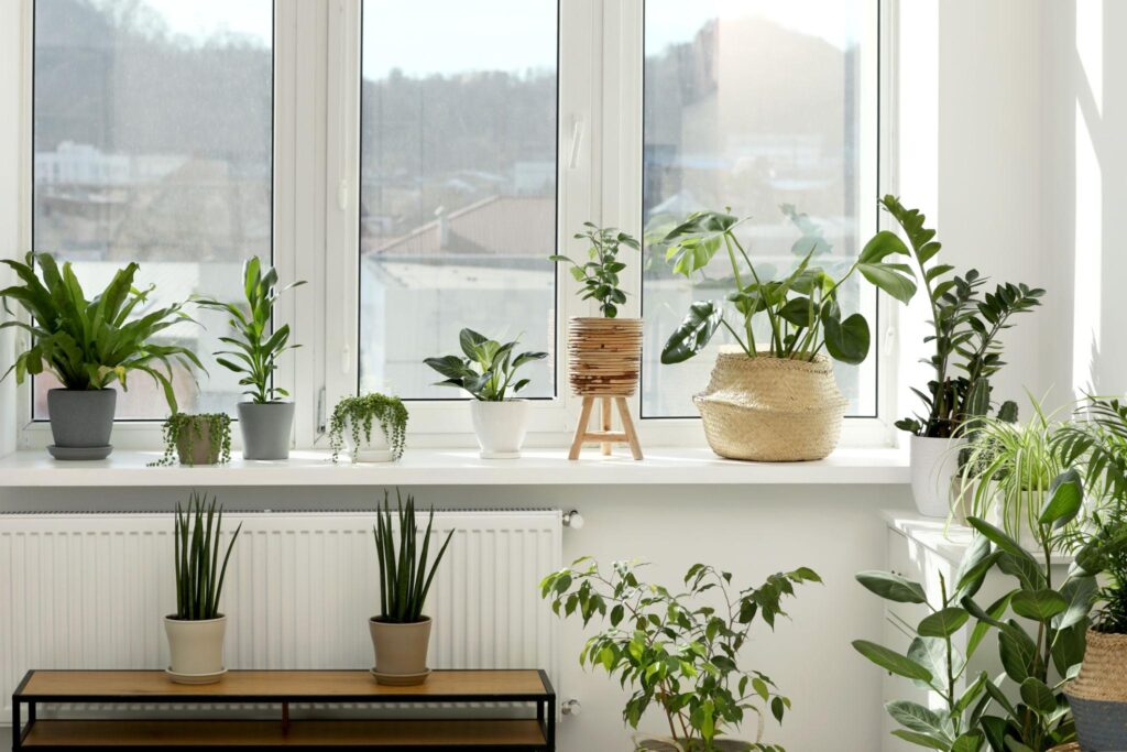 Choosing indoor plants for home interior