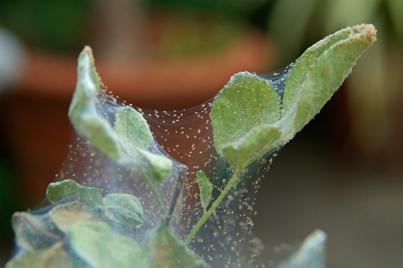 Close-up of indoor plant leaf affected by spider mites showing early signs of damage
