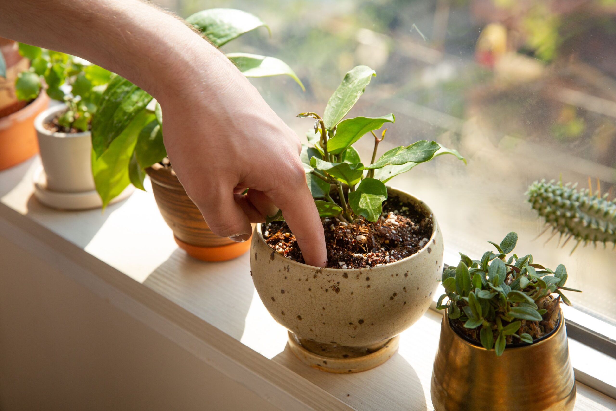 indoor plant care in March near window with sunlight
