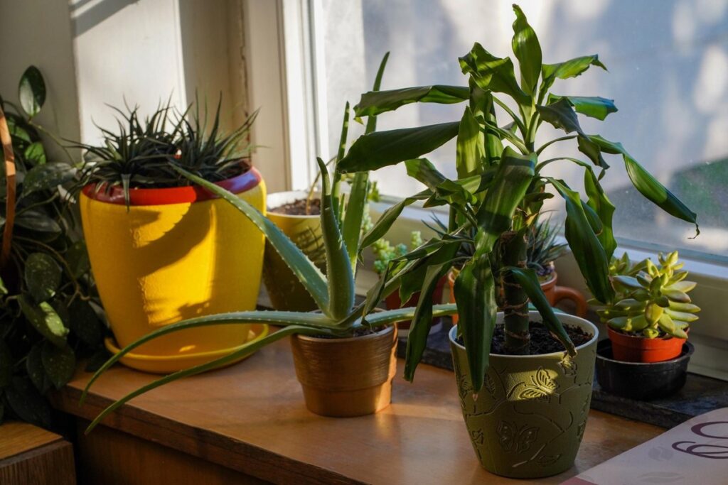 Indoor plants placed near window in apartment