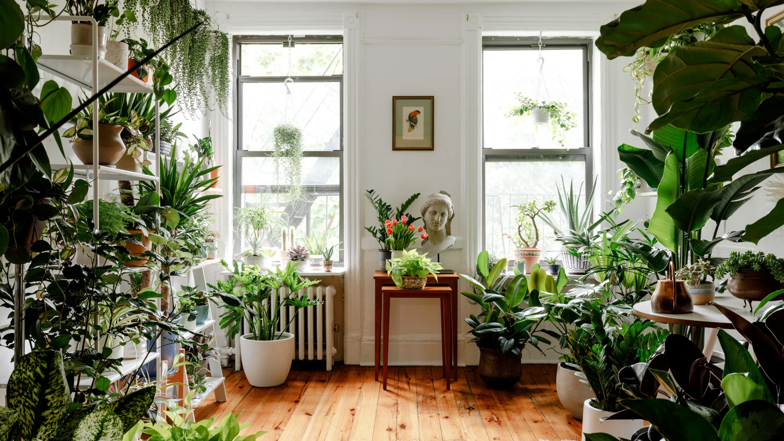 Indoor plants creating a sustainable home environment