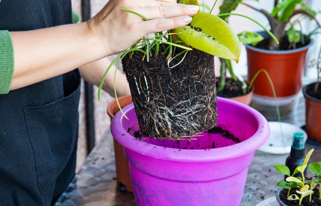 Repotting indoor plant into larger container with fresh soil