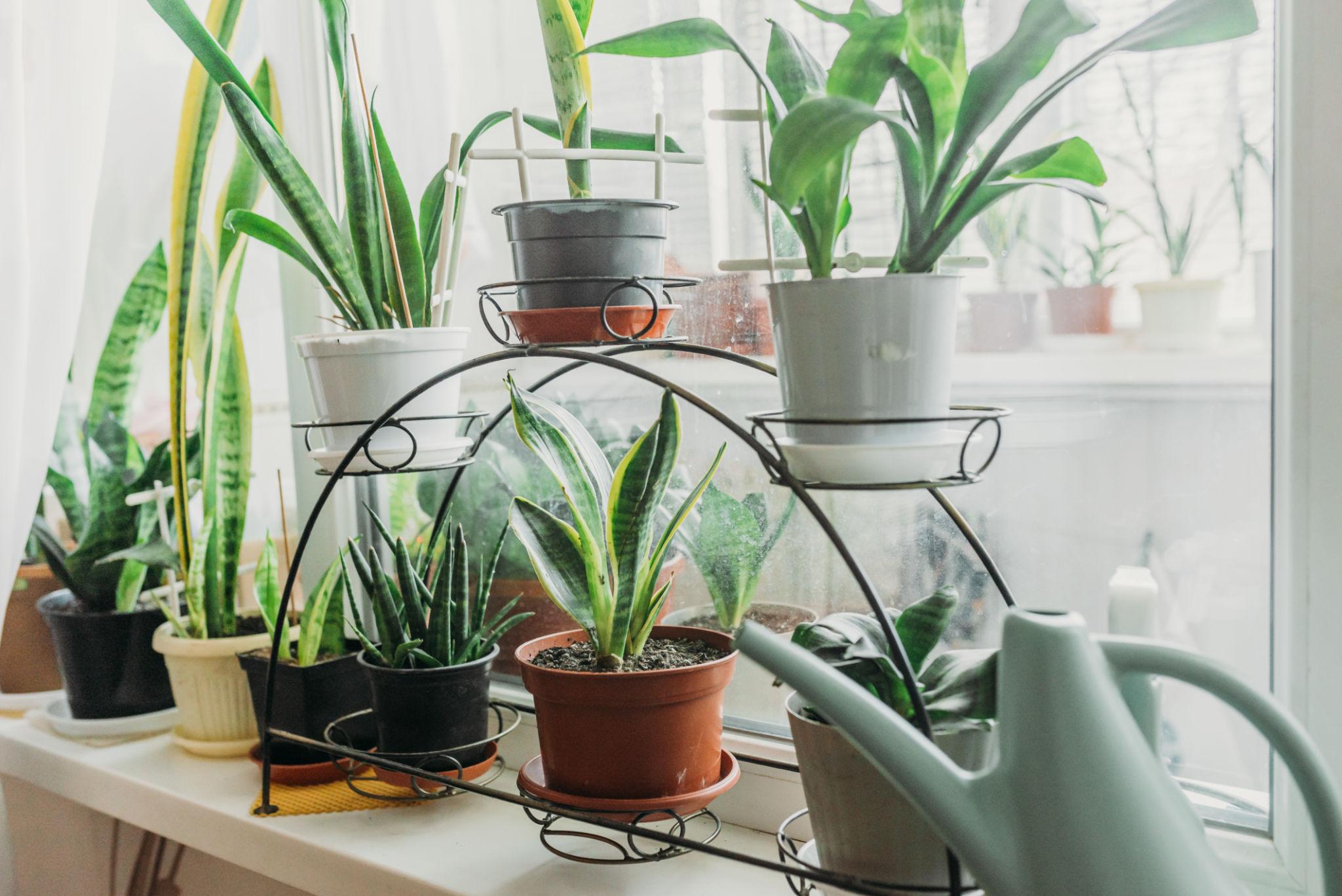 Small apartment balcony garden with container plants