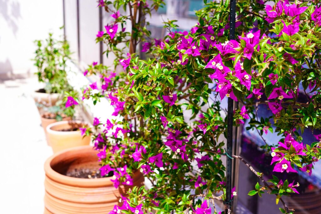 Sun loving plants growing in sunny apartment balcony