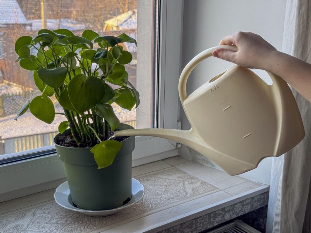 Watering indoor plants near window inside apartment home