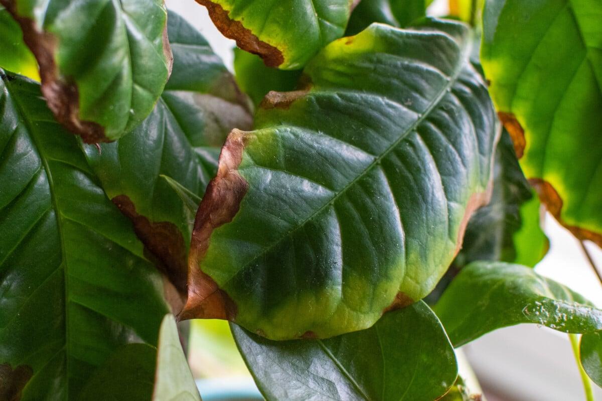 Indoor plant leaves with brown tips showing signs of underwatering or heat stress