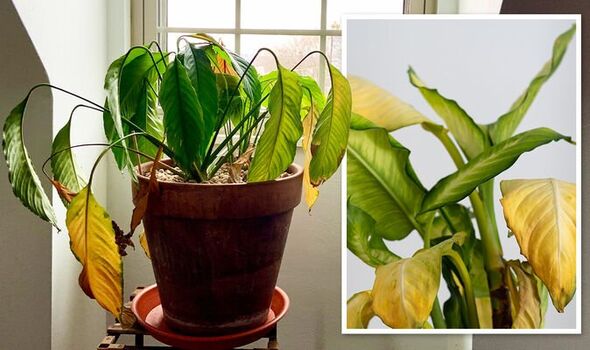 Drooping indoor plant with soft leaves showing signs of stress due to watering or heat issues