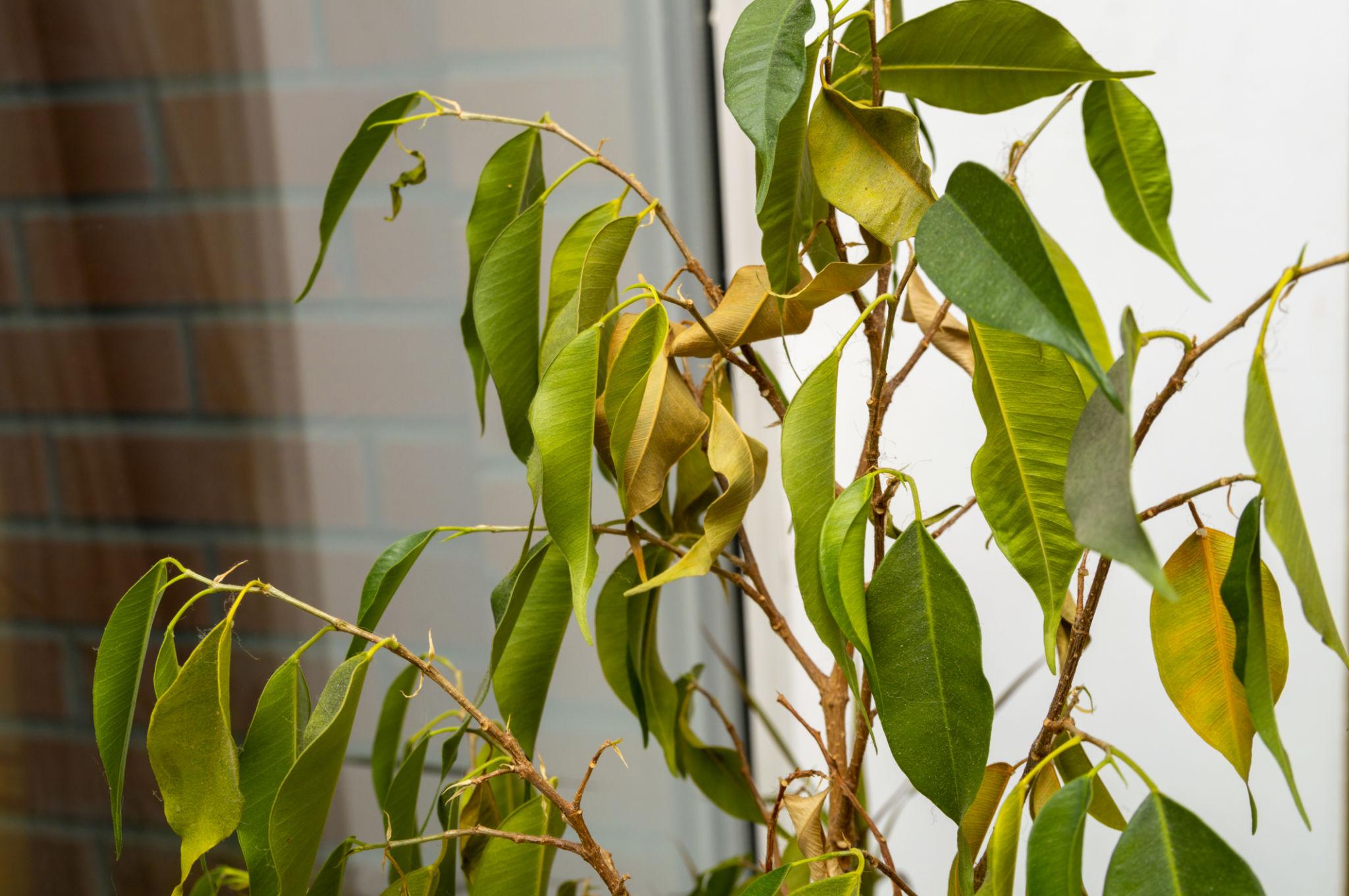 Indoor plant dropping leaves onto soil showing signs of stress or environmental change